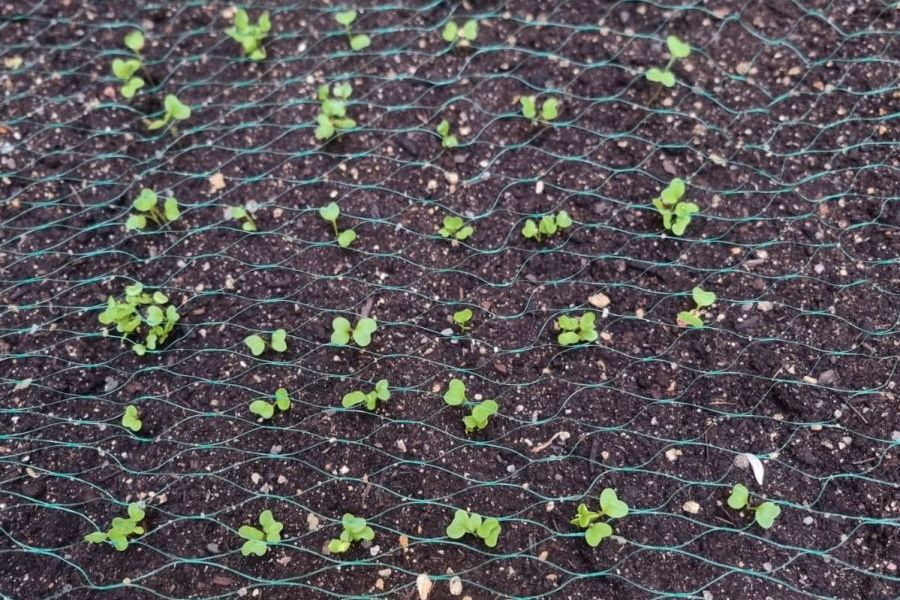 Narrow sowing of radishes