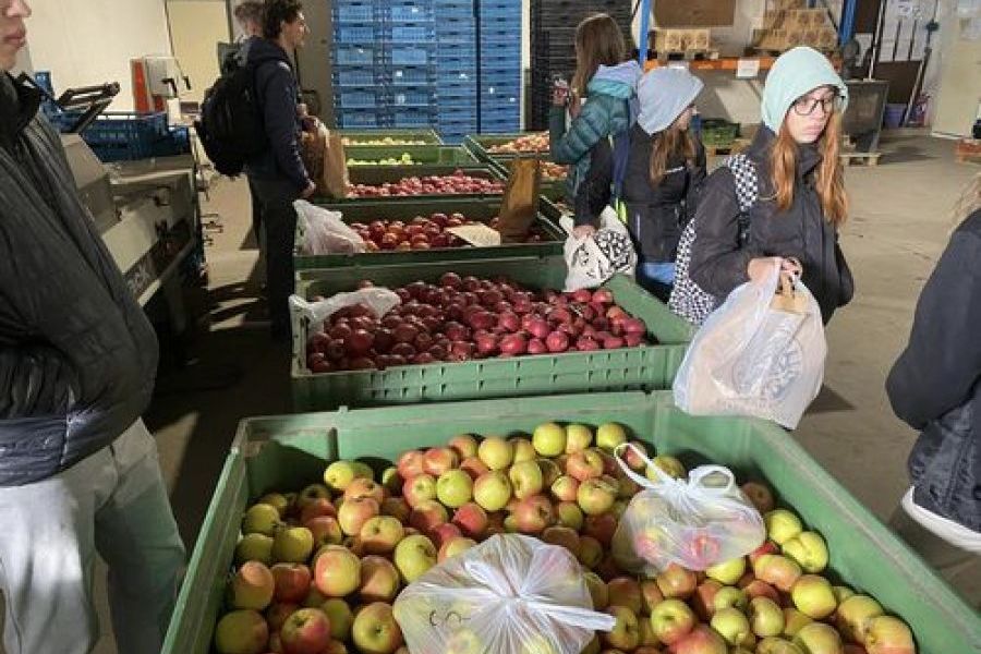 Vom Feld auf den Tisch - Äpfel aus heimischen Obstgärten