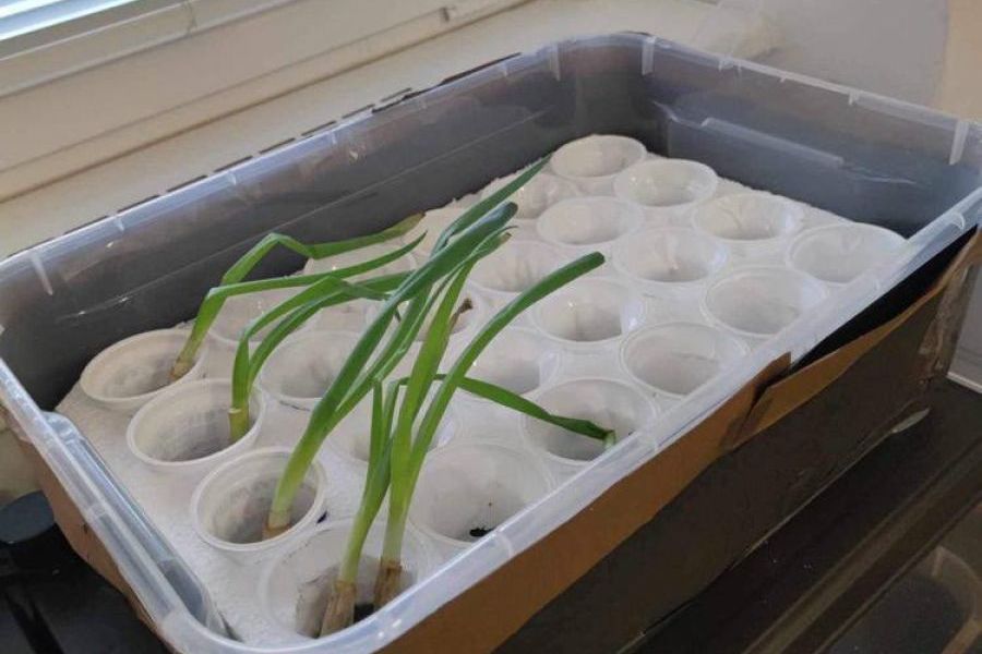 Hydroponic Garden for Affordable Organic Vegetables