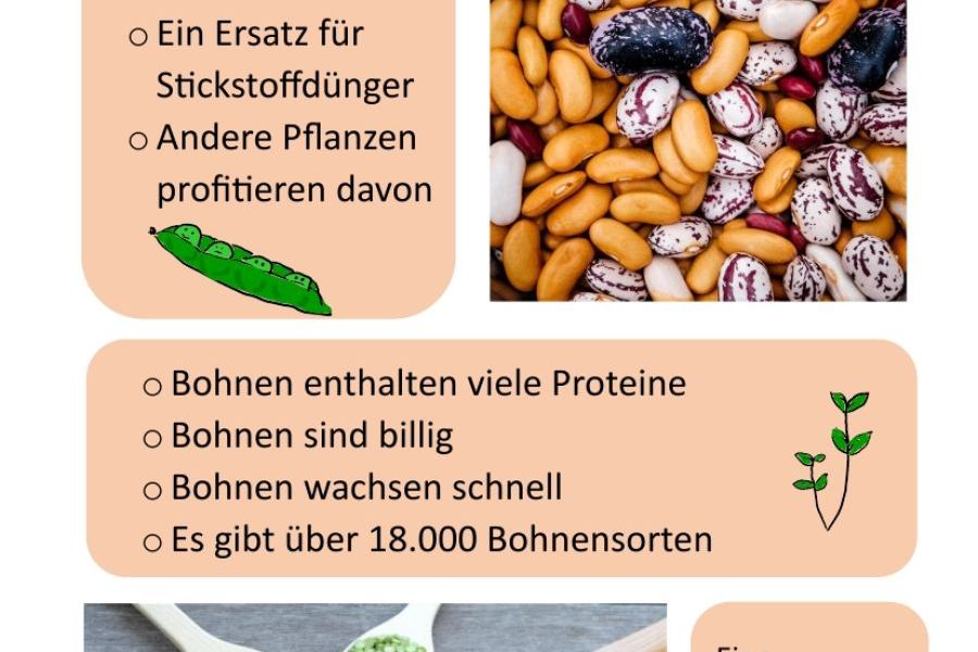 Beans - all-rounders against the climate crisis