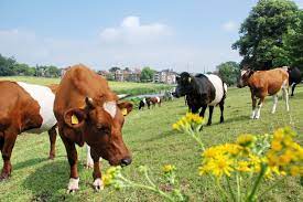 David gegen Goliath - Tierproduktion (ökologische vs. konventionelle Landwirtschaft)